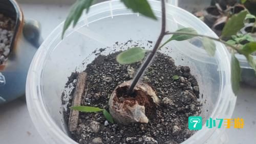 千万别给幼苗施太多龙粪
