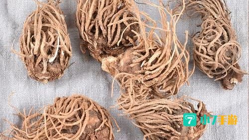 七人头顶草