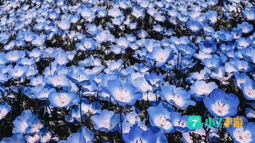 粉蝶花