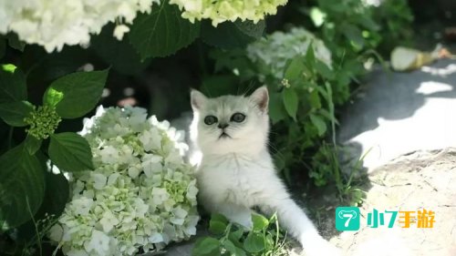 猫咪app官网永久地址