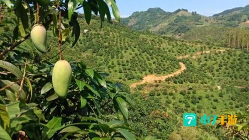 贵州省望谟县以种植什么而闻名