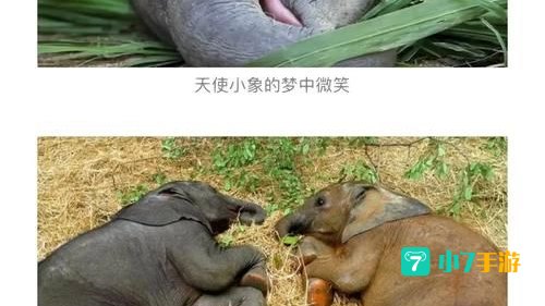 大象怀孕多久能生下一个象宝宝