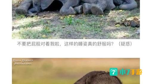 大象怀孕多久能生下一个象宝宝