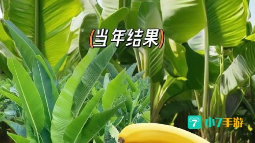 芭蕉视频